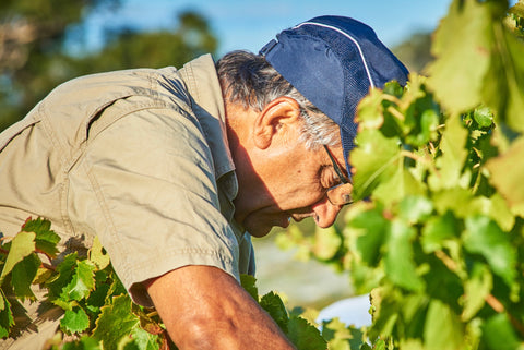 Brini Estate Wines - Marsh in the vineyard