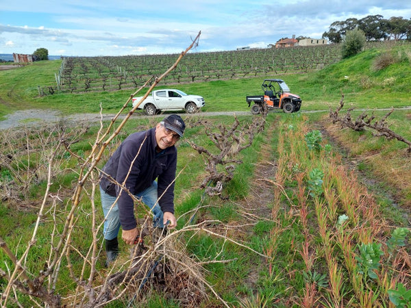 Marcello Brini in the vineyard at Brini Wines estate