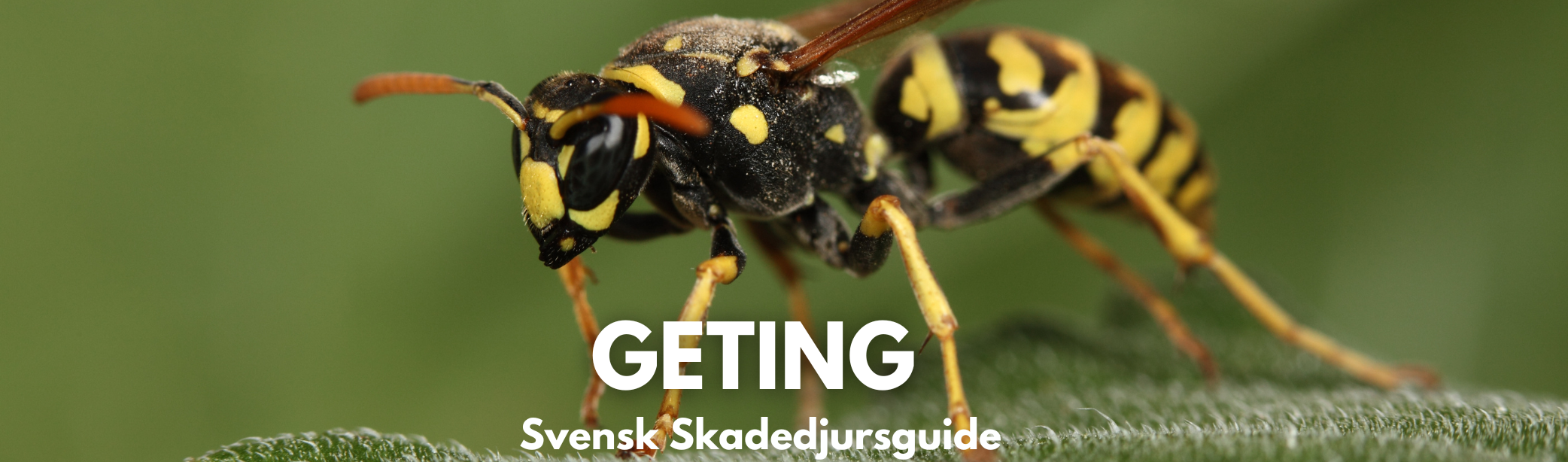 Geting på ett blad med vit text "Geting - Svensk Skadedjursguide"