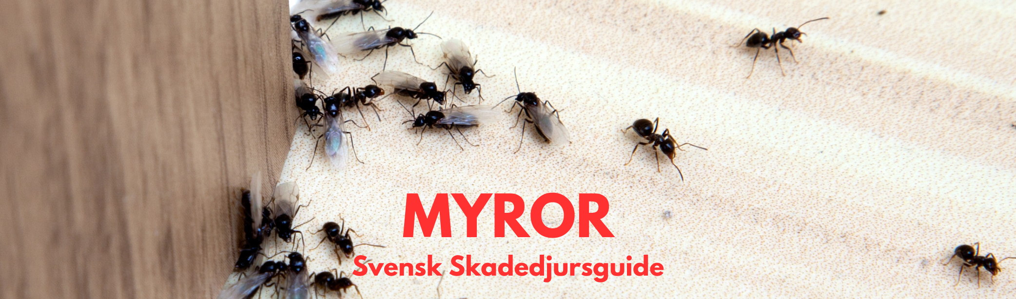 Flygmyror som samlats inomhus vid en dörr, med texten "myror - svensk skadedjursguide" i rött