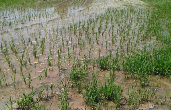 Escardado del arroz en la albufera de Valencia