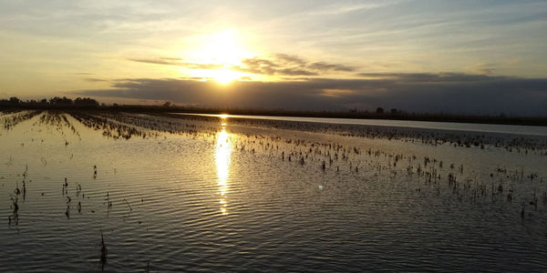 sembrado del arroz en la albufera de Valencia