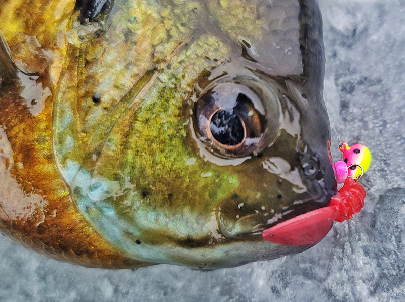 First Ice Panfish