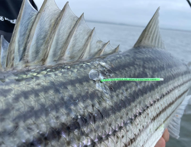 Helping The Striped Bass Fishery Through Satellite Tagging