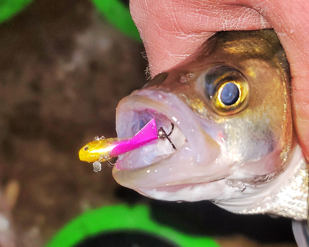 Don't ask me why, but this grasshopper on a wonderbread jig got 50+ Perch  this weekend : r/IceFishing