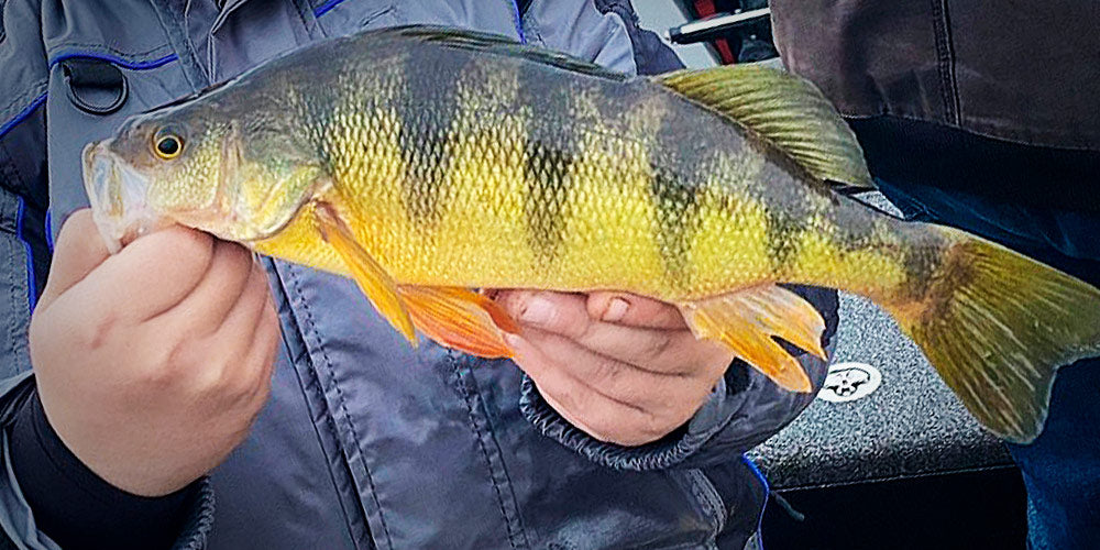 Yellow Perch Fishing: Simple Techniques and Tips - Best Fishing in America