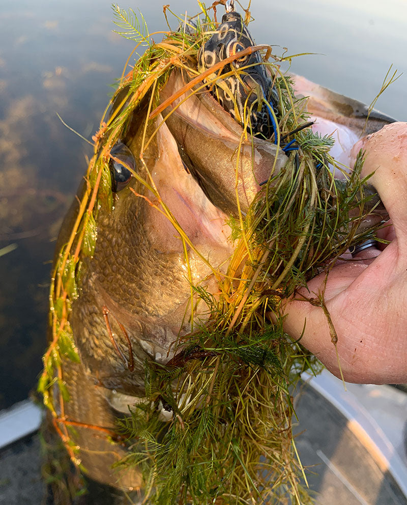 Top Baits for Bass in the Grass