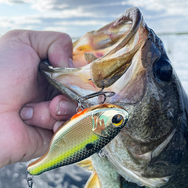 Strong reels and 50lb braid is mandatory when fishing the RIP.