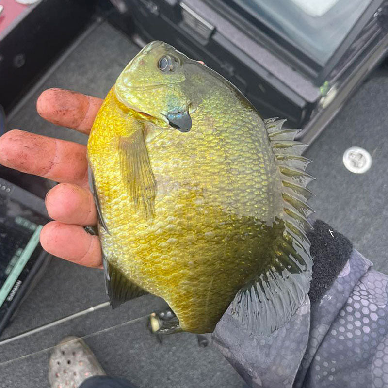 Fishing Fundamentals: Bait Selection for Panfish