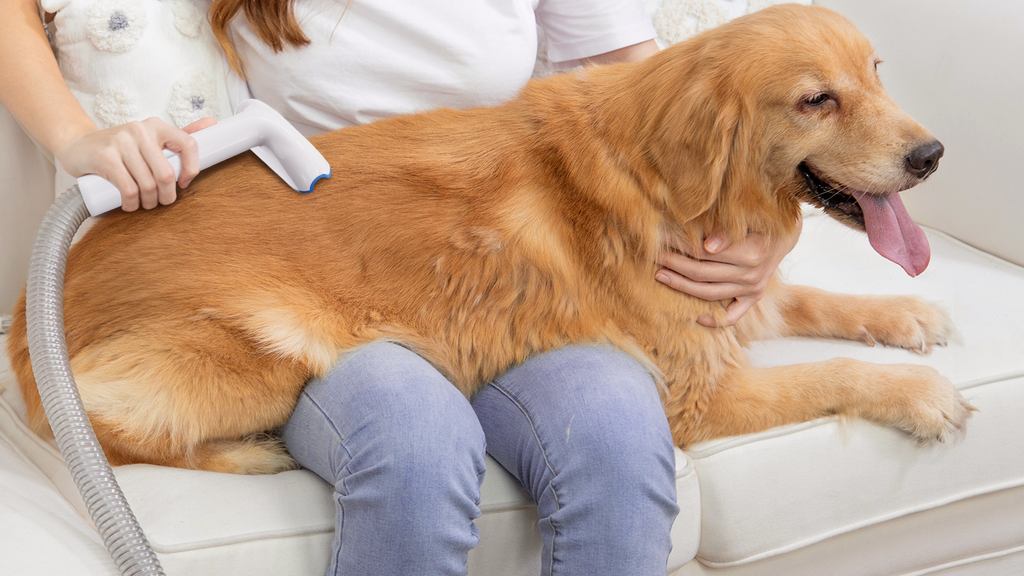 Pamper Your Pooch: A Beginner's Guide to DIY Dog Grooming at Home