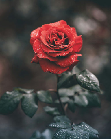 Single Rose Picture