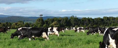 Photo of a herd of dairy cows grazing on green grass