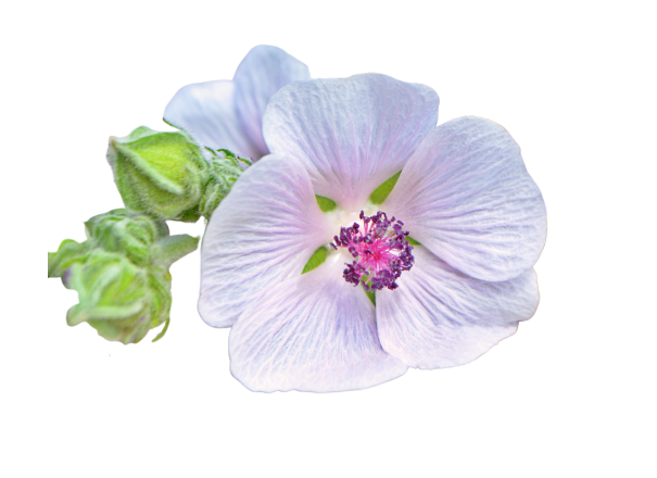 MASHMALLOW ROOT EXTRACT 