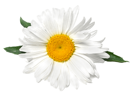 ROMAN CHAMOMILE 