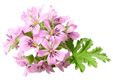 ROSE GERANIUM