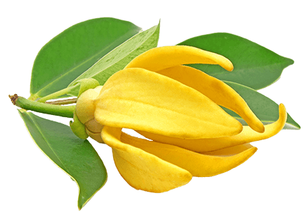 YLANG YLANG