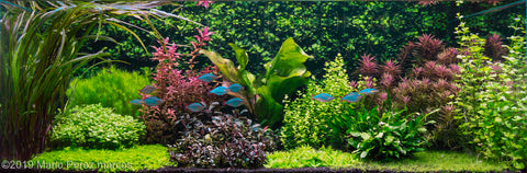 Dutch Style Aquascape