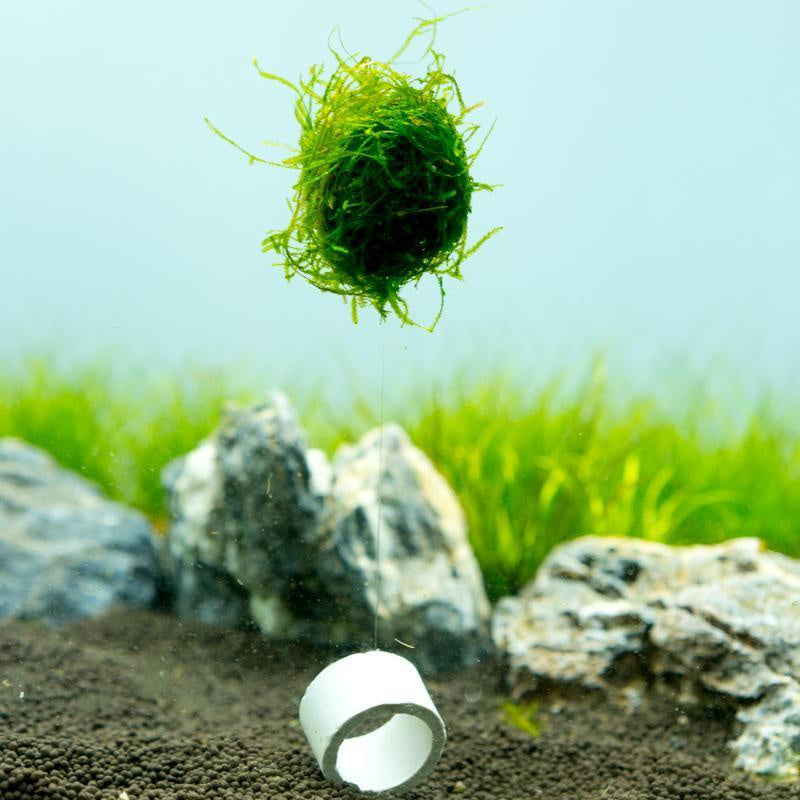 Christmas Moss attached to Clay, Aquarium Plants