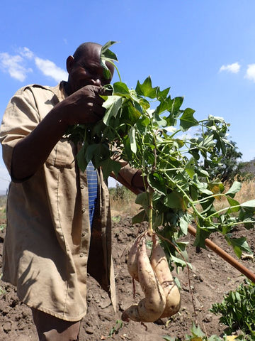 2023年7月に収穫したタンザニア産のタマユタカ