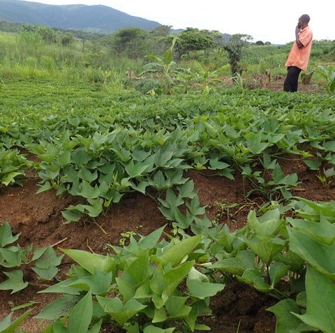 タンザニア・ドドマ州ムプワプワ郡のタマユタカ契約栽培農家の苗床