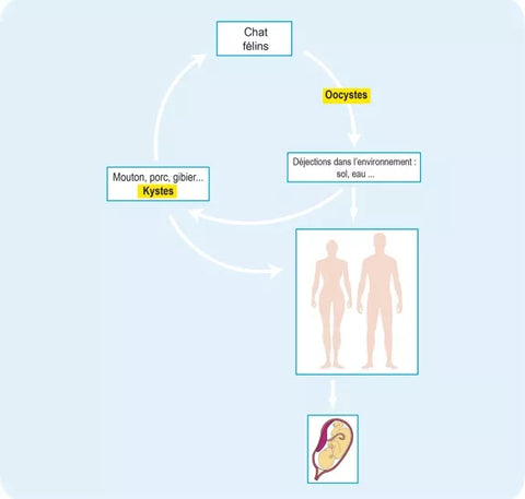 cycle du parasite de la toxoplasmose