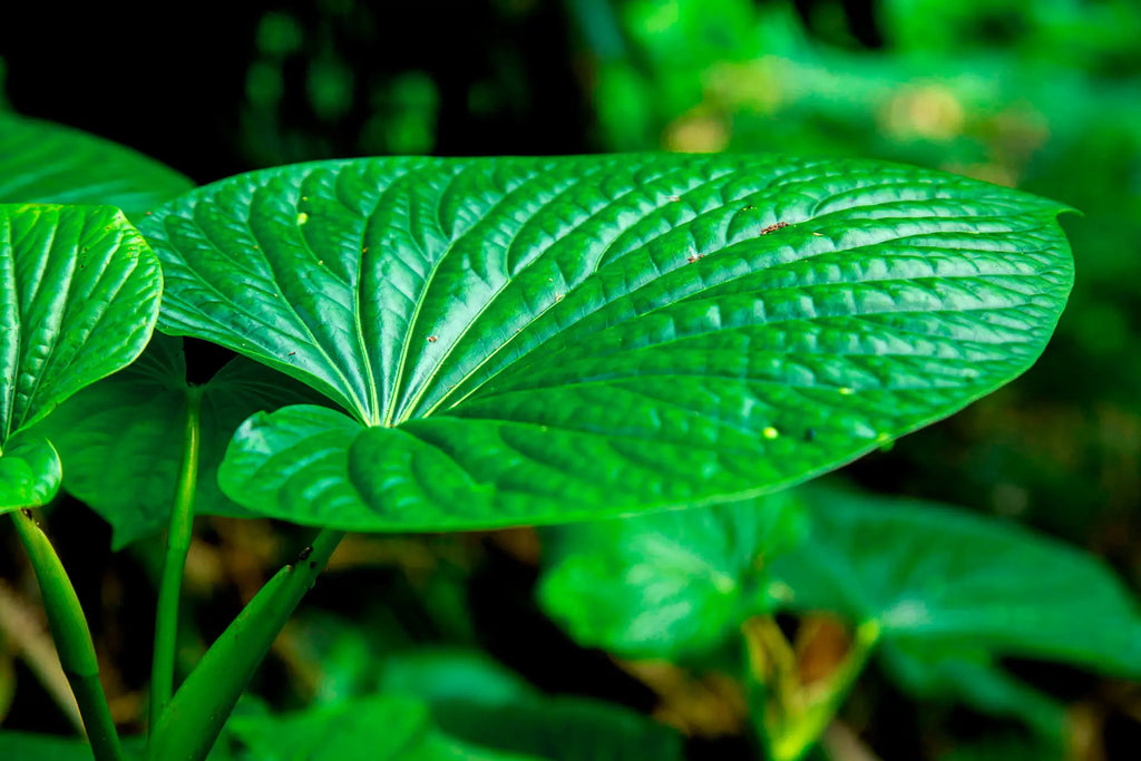 Closeup of kava kava leaves