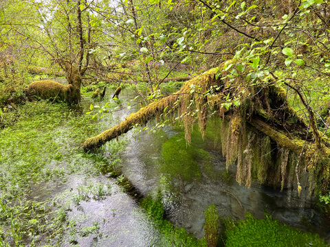 a scene along the hall of mosses trail, branches with dangling vibrant green mosses dip into a quiet pool of water where equally vibrant green algae can be seen just under the water's surface.