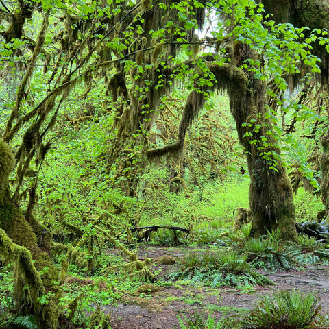 Vibrant greens cast against deep dark browns, a damp forest scene where it's all beautiful but nothing specific catches the eye.