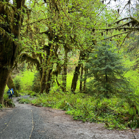 A scene from early on the Hall of Mosses trail in the Hoh Rainforest, a damp scene, thick forest with a gravelly trail and a shocking variety of greens, from deep forest green to vibrant neon-lime.
