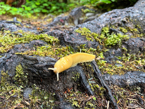 a banana slug in it's vibrant yellow lays in contrast to the brown and green of the forest floor.