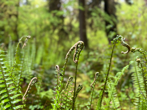 a portrait mode photo of ferns upclose and the blurred forest behind them.  Vibrant greens with dark brown trees in the background, the ferns curl at the top, round and round, like something from a fairy tale.