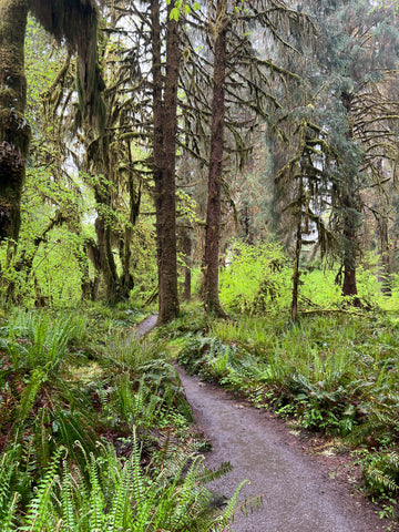 A damp forest scene, a gravelly path curves into the forest, laden with vibrant green underbrush and wet mossy trees.