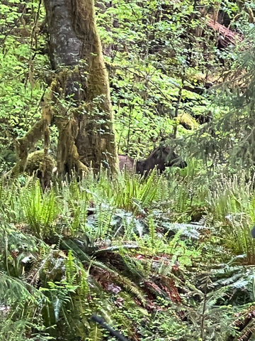 Within a thick forest scene, an elk cow's head can be seen just above the thick brush, near a mossy tree trunk.