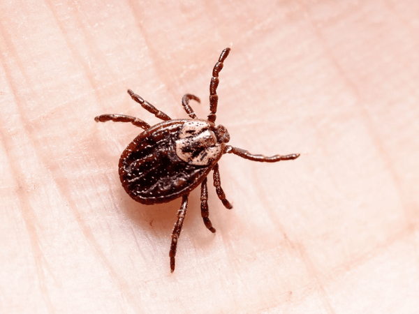 American Dog Tick