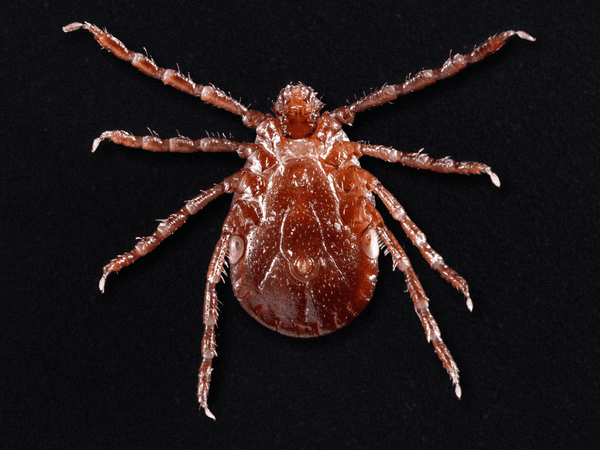 Asian longhorned tick