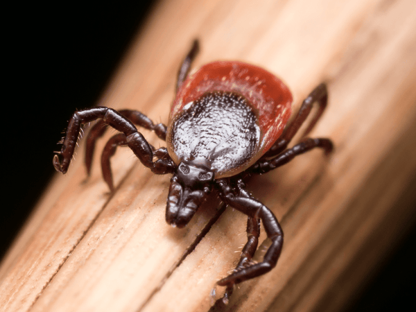 eastern blacklegged tick