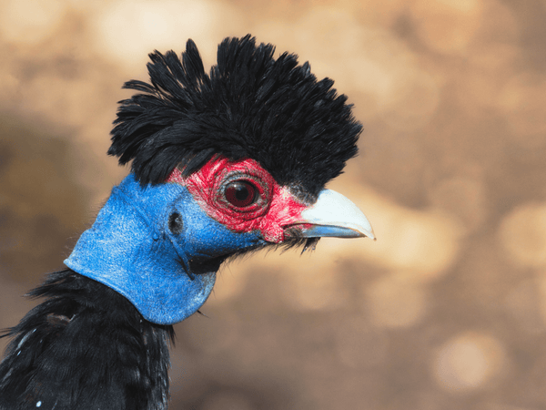 guinea fowl