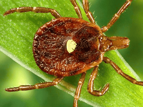 western blacklegged tick transmits alfa gal allergy