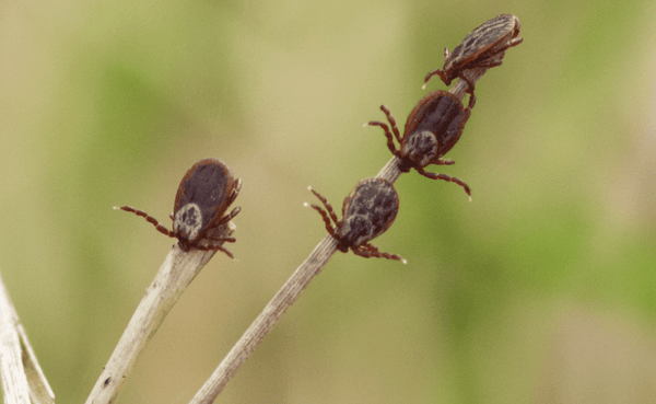 questing ticks