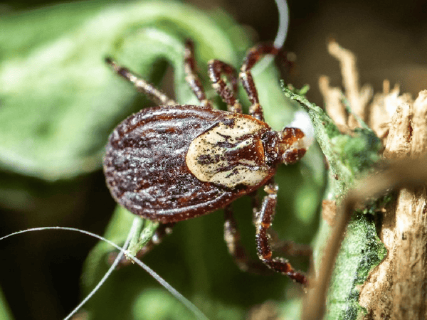 Rocky Mountain Wood Tick