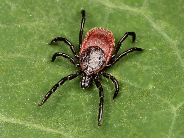 western blacklegged tick