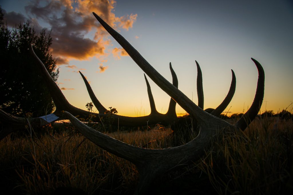 Bull Elk