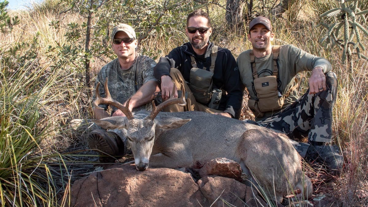 Coues deer buck