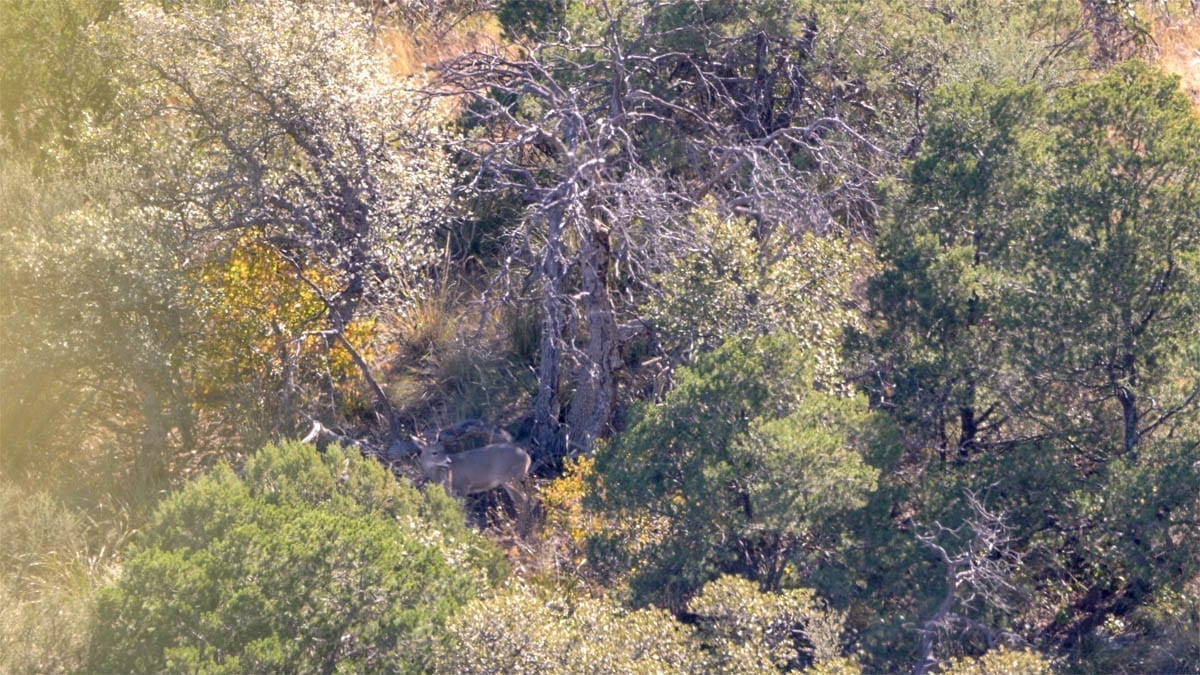 Coues Deer Buck