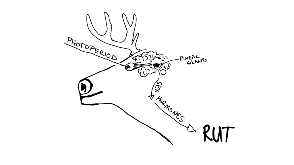 Photoperiodism