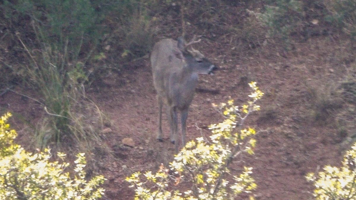 Coues Deer Buck