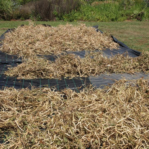 Bean Seed Drying