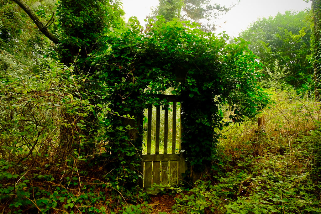 wild gateway covered in foliage
