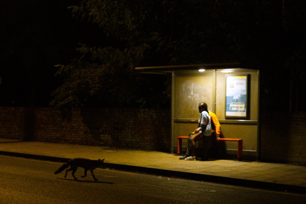 creatures of the night in Sydenham, south east London