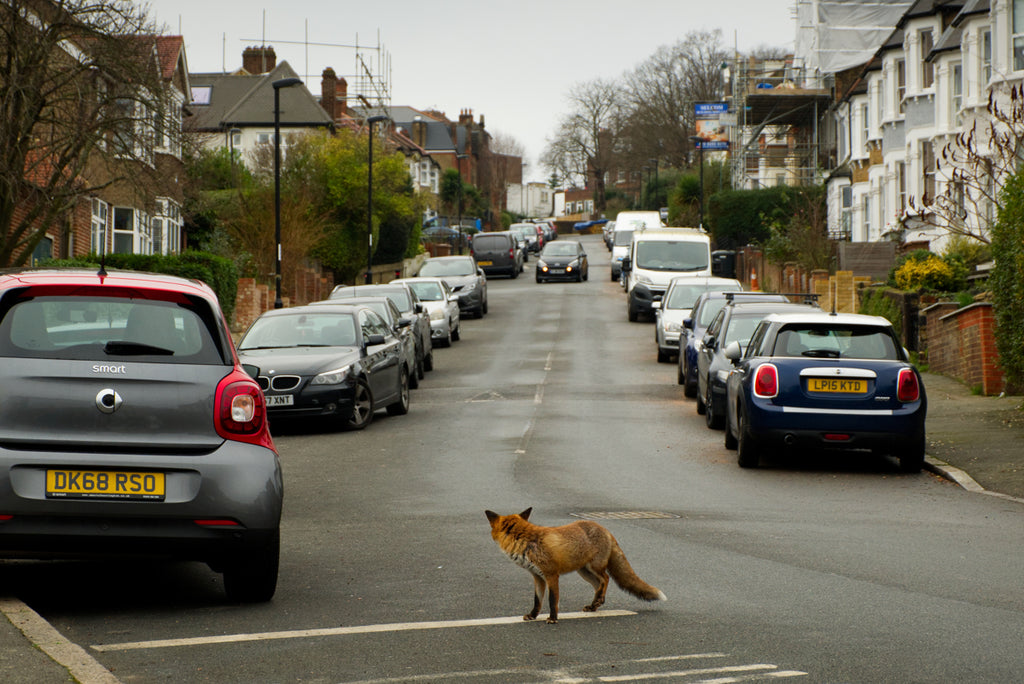 urban fox crosses street in south London